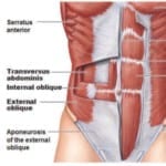 everything you need to know for stronger abdominal muscles