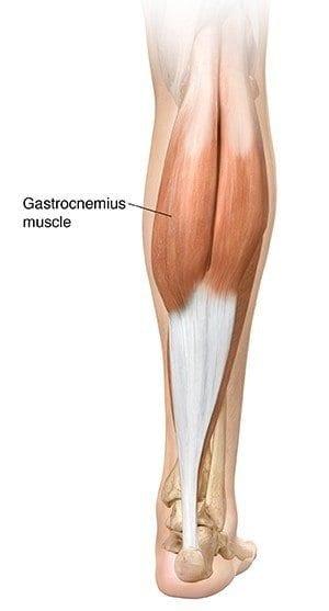 gastrocnemius
