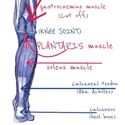 plantaris muscle