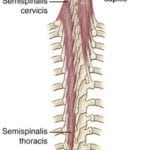 semispinalis muscles