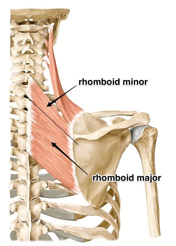 rhomboid major and rhomboid minor
