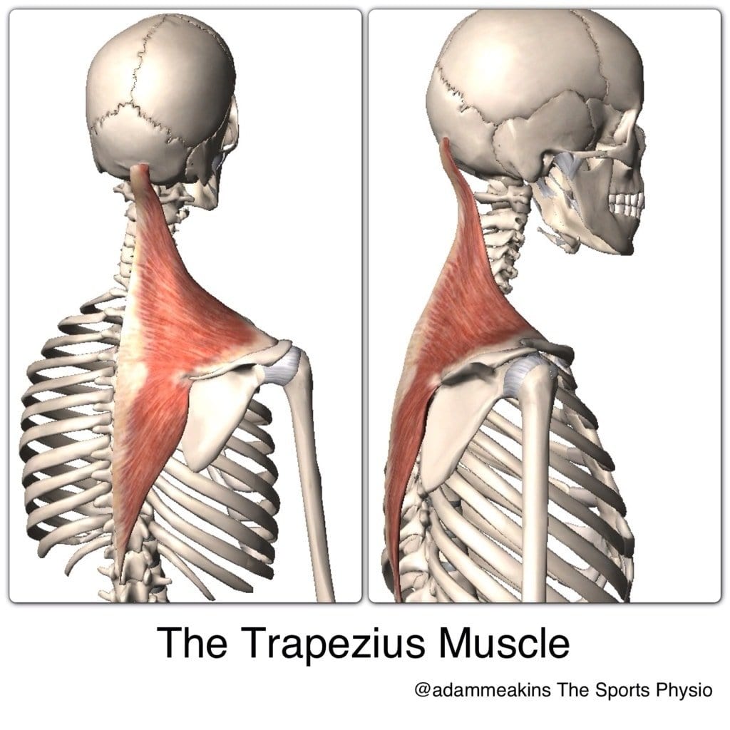 the upper, middle, and lower trapezius muscles