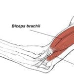 brachialis and biceps muscles