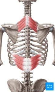 serratus posterior superior serratus posterior inferior