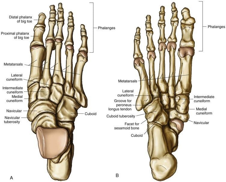 bones of the foot