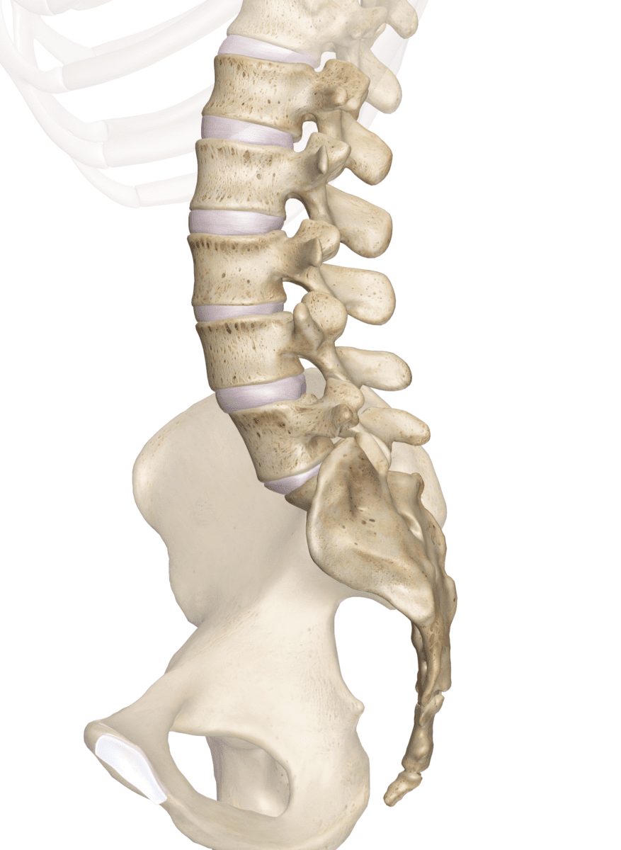 lumbar vertebrae