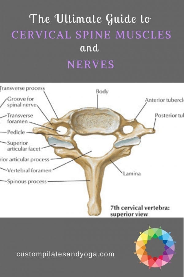 The Ultimate Guide to Cervical Spine Muscles and Nerves - Custom