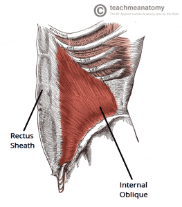 a drawing of the internal oblique muscles, a crucial component of your abdominal muscles