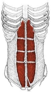 a drawing of the rectus abdominis abdominal muscle