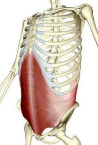 a drawing of the transverse abdominis abdominal muscle