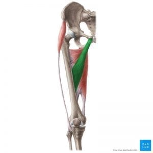 a drawing of the adductor longus, part of the adductor group of muscles