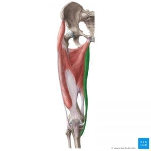 a drawing of the gracilis, a muscle in the adductor group of muscles