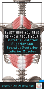 pin to a post about the serratus posterior superior and serratus posterior inferior