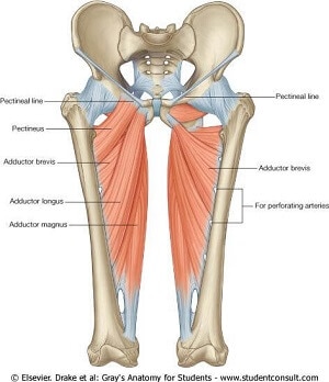 drawing of the hip adductor muscles